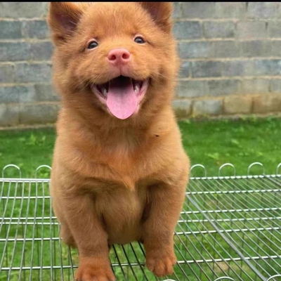 中华田园犬潮汕五红犬纯种狗狗五黑犬活体幼犬狗崽狗狗虎斑土猎犬