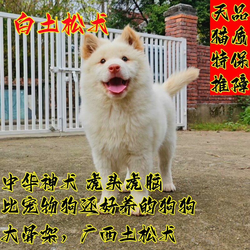 【广西猎犬】纯种广西田园犬五赤白土松黑土松黄土松熊犬长毛活体
