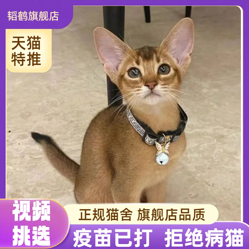 阿比西尼亚猫幼猫宠物短毛埃塞俄比亚芭蕾舞兔毛球猫小型美洲狮-封面