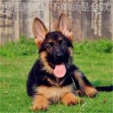出售德国牧羊犬幼犬活体纯种狼狗警犬幼崽锤系黑背犬弓背德牧幼犬