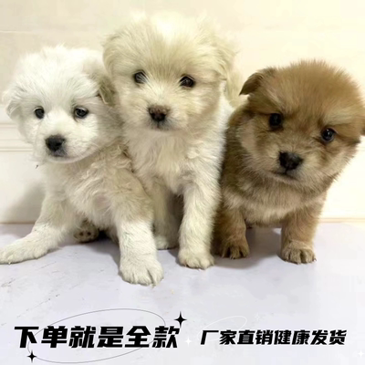 中华田园犬小白狗小黑狗金毛柴犬泰迪博美比熊混血串家养学生宠物