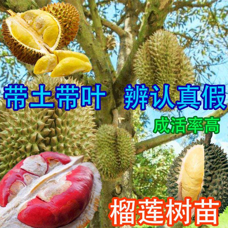 榴莲树果苗 红肉榴莲 猫山王 金枕头 苏丹王 南方种 当年结果盆栽