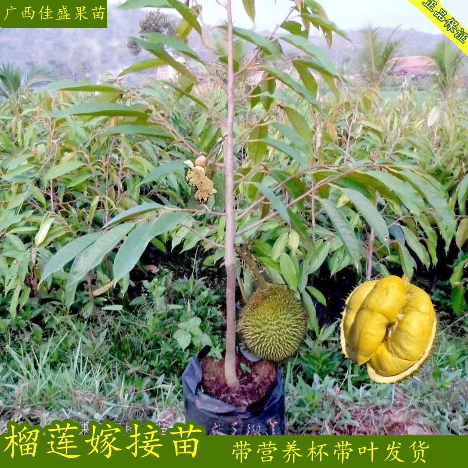 榴莲树活苗嫁接果金枕南方种植菠