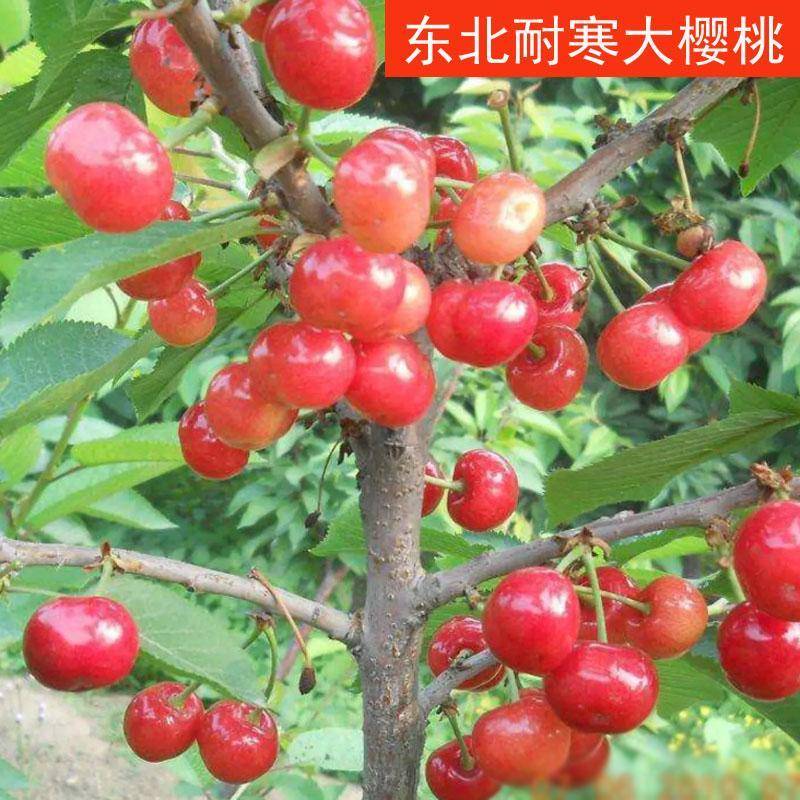 东北耐寒大樱桃苗抗寒樱桃大苗北方水果苗当年结果黑龙江苗保真