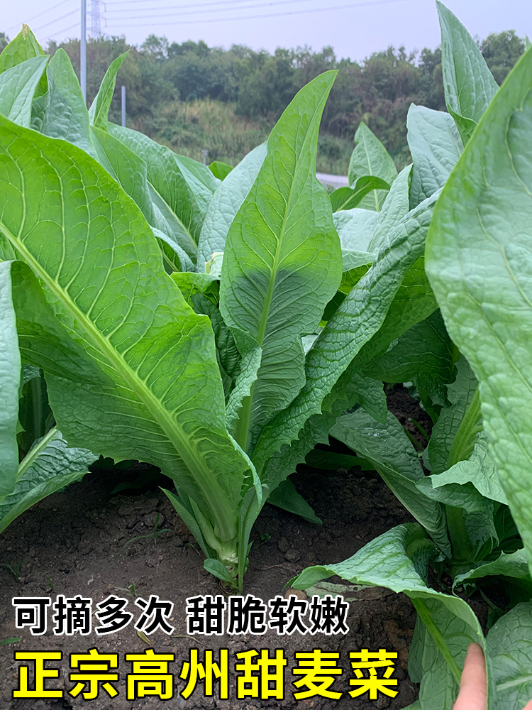 正宗高州唛菜种籽甜麦菜种子苦麦菜种四季青菜籽种苦麻菜蔬菜种孑