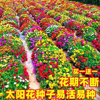 耐热重瓣太阳花种子耐寒易养活四季开花阳台庭院盆栽花卉花草花籽