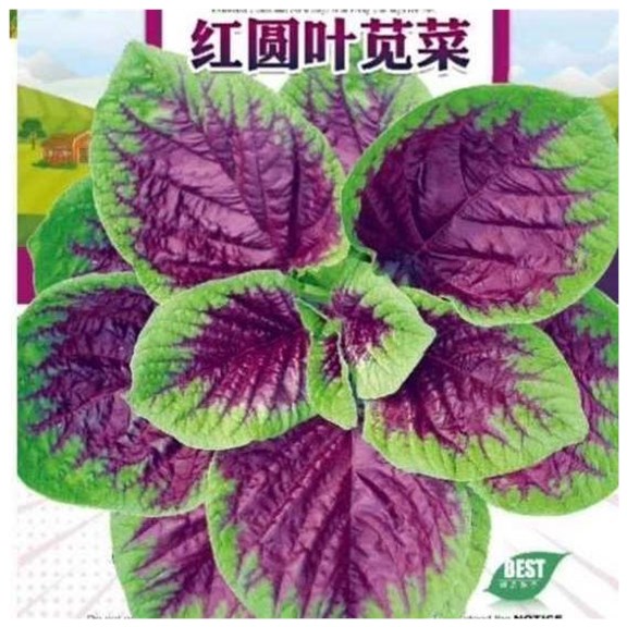 红苋菜种子花红圆叶盆栽蔬菜种子农家田园四季汉菜旱菜有机苋菜籽