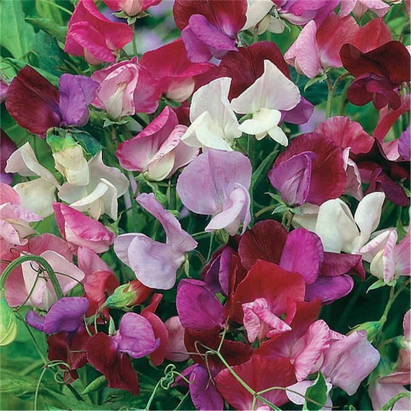 香豌豆种孑 切花香豌豆爬藤花卉种子花豌豆腐公园家庭阳台花籽