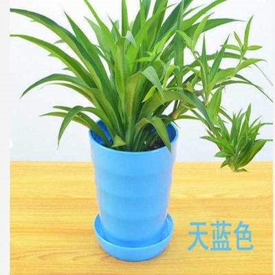 牡丹吊兰锦素材模板 牡丹吊兰锦图片下载 小麦优选 牡丹吊兰锦素材模板 牡丹吊兰锦图片下载 小麦优选