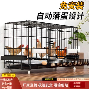 鸡笼子自动出蛋室外防雨养小鸡专用笼室内自动清粪家用养殖特大号