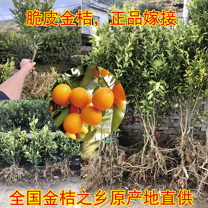 正宗嫁接脆皮金桔树苗室外