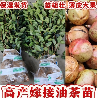 油茶苗高产嫁接杯苗良种杂交