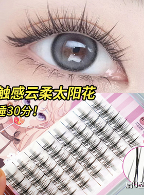 睫天使八排透明梗太阳花