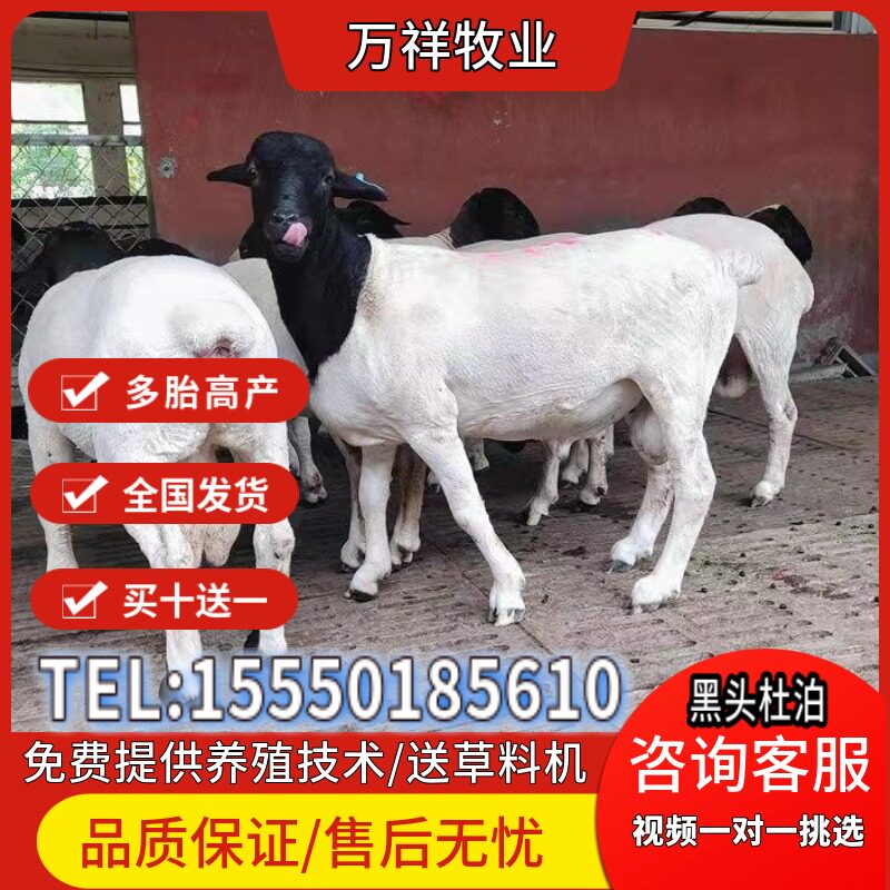 黑头杜泊绵羊种公羊杜寒杂交活体种母羊波尔山羊活体羊羔怀孕母羊