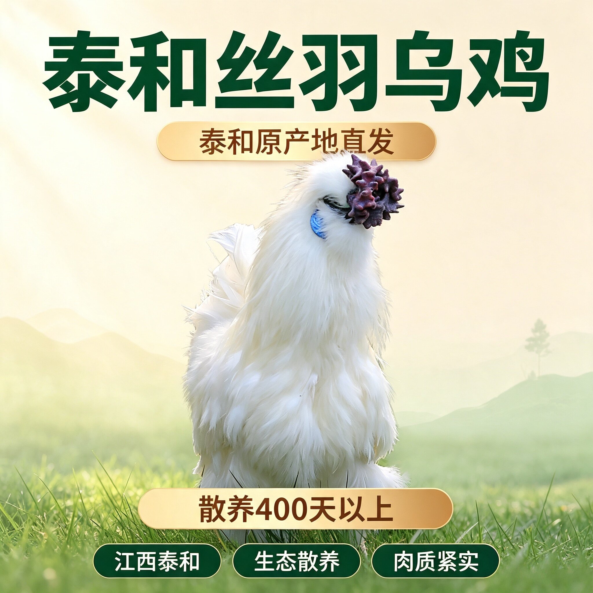泰和乌鸡原产地直发散养400天
