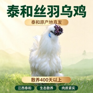 泰和乌鸡原产地直发散养400天