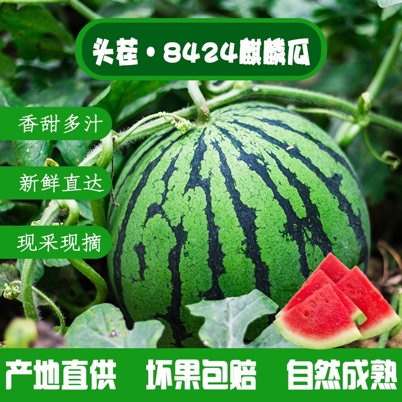 当季新鲜水果8424麒麟头茬薄皮西瓜现摘现发4-5斤无籽瓜包甜包