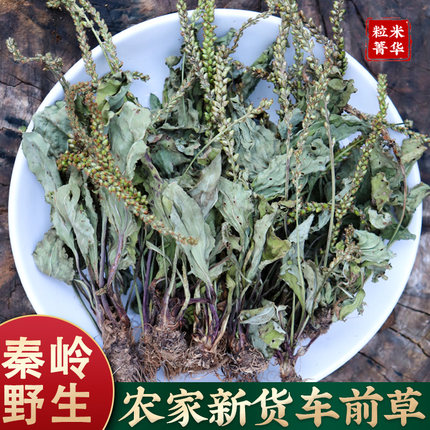 正宗秦岭野生车前草整株500g当季新货车前草泡水新鲜车前草