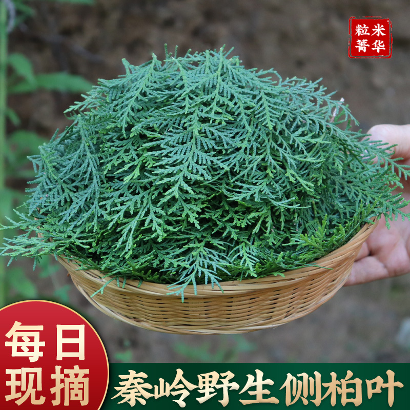 中药材侧柏叶新鲜官方 侧柏叶何首乌中药材洗头包洗发粉洗头粉