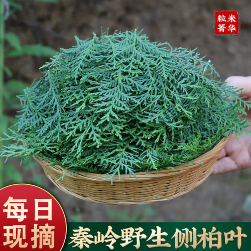 现采新鲜树枝秦岭深山侧柏叶