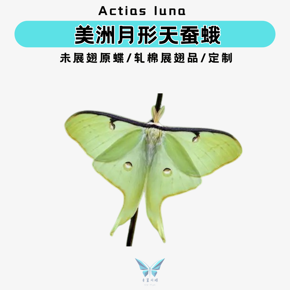 美洲月型蚕蛾真蝴蝶未展翅原蝶标本压棉展翅品相框摆件