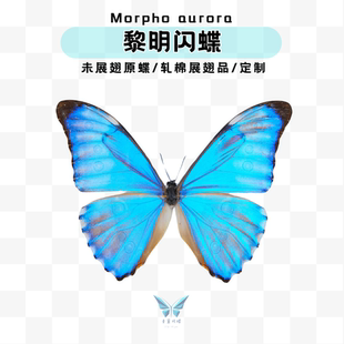 极光闪蝶黎明闪蝶羽化品进口标本未展翅标本压棉展翅相框摆件
