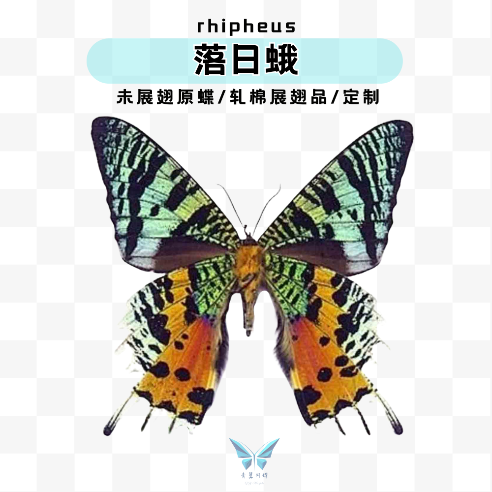 现货 | A1太阳蛾落日蛾未展翅原蝶进口标本蝴蝶