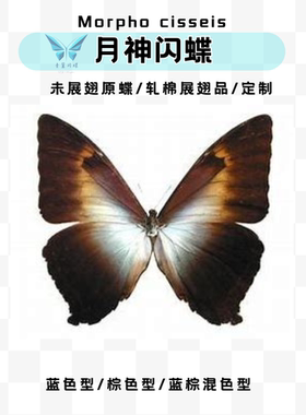cisseis月神闪蝶G亚蓝色棕色混色A1原蝶未展翅雄蝶标本进口