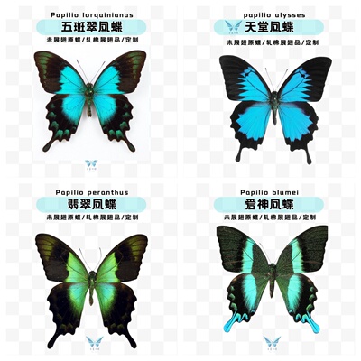 凤蝶盲盒包邮| 爱神翡翠天堂五斑翠凤蝶未展翅原蝶蝴蝶标本
