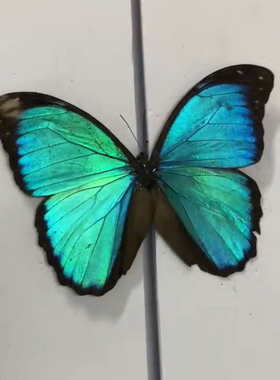 绿色大蓝闪蝶O亚，稀有亚种A2未展翅原蝶标本压棉展翅品