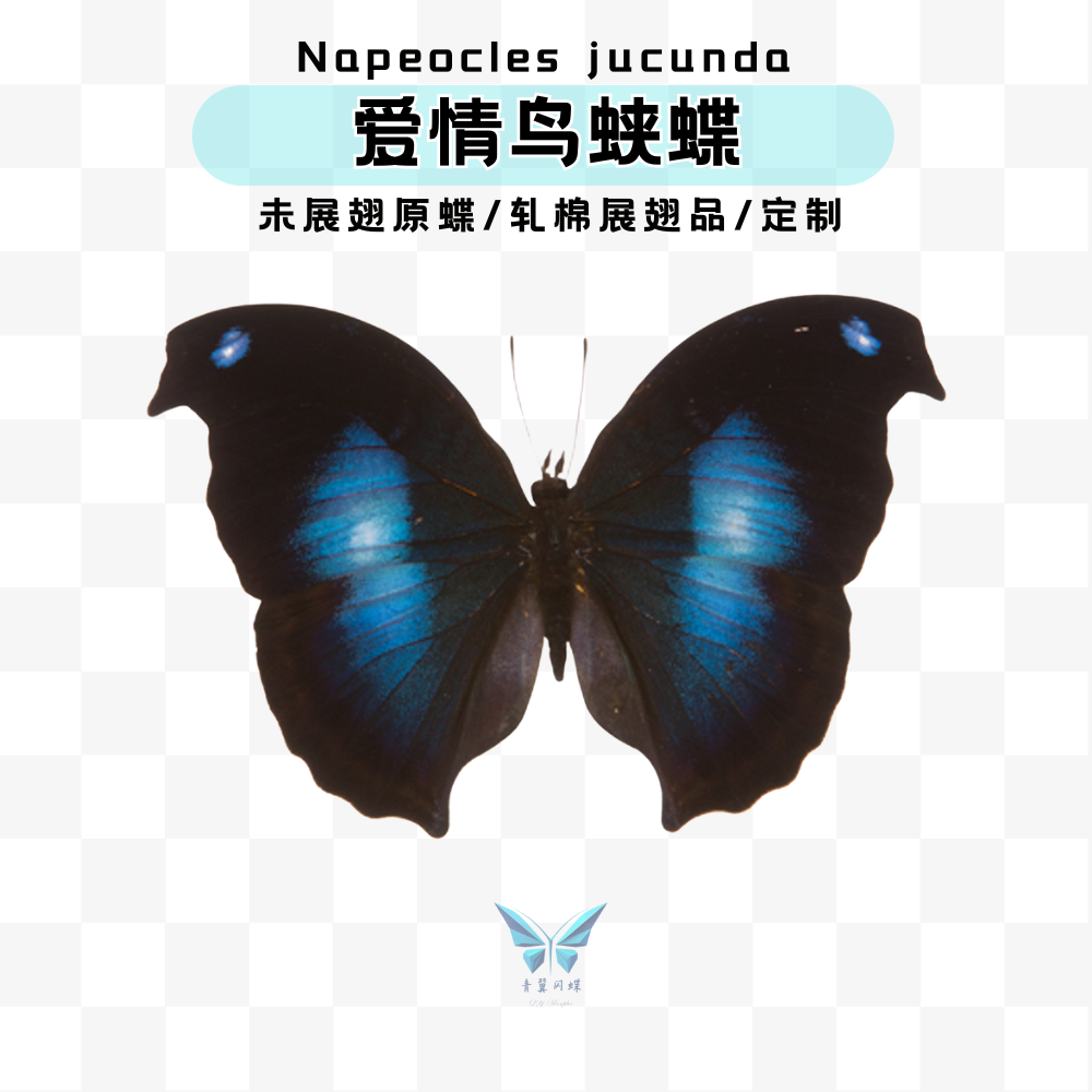 爱情鸟蛱蝶蝴蝶标本未展翅标本压棉展翅相框摆件