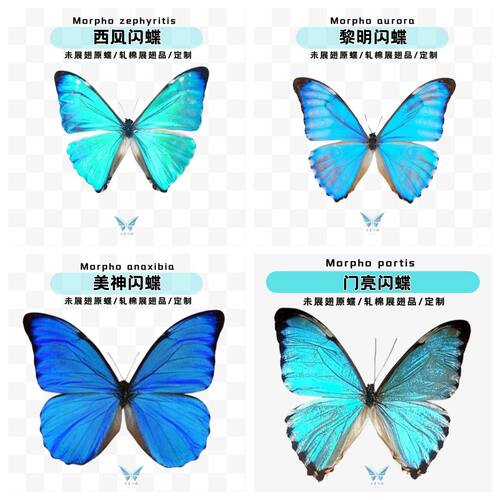 闪蝶盲盒子|安东尼黎明西风大蓝瑕疵品子未展翅原蝶蝴蝶标本