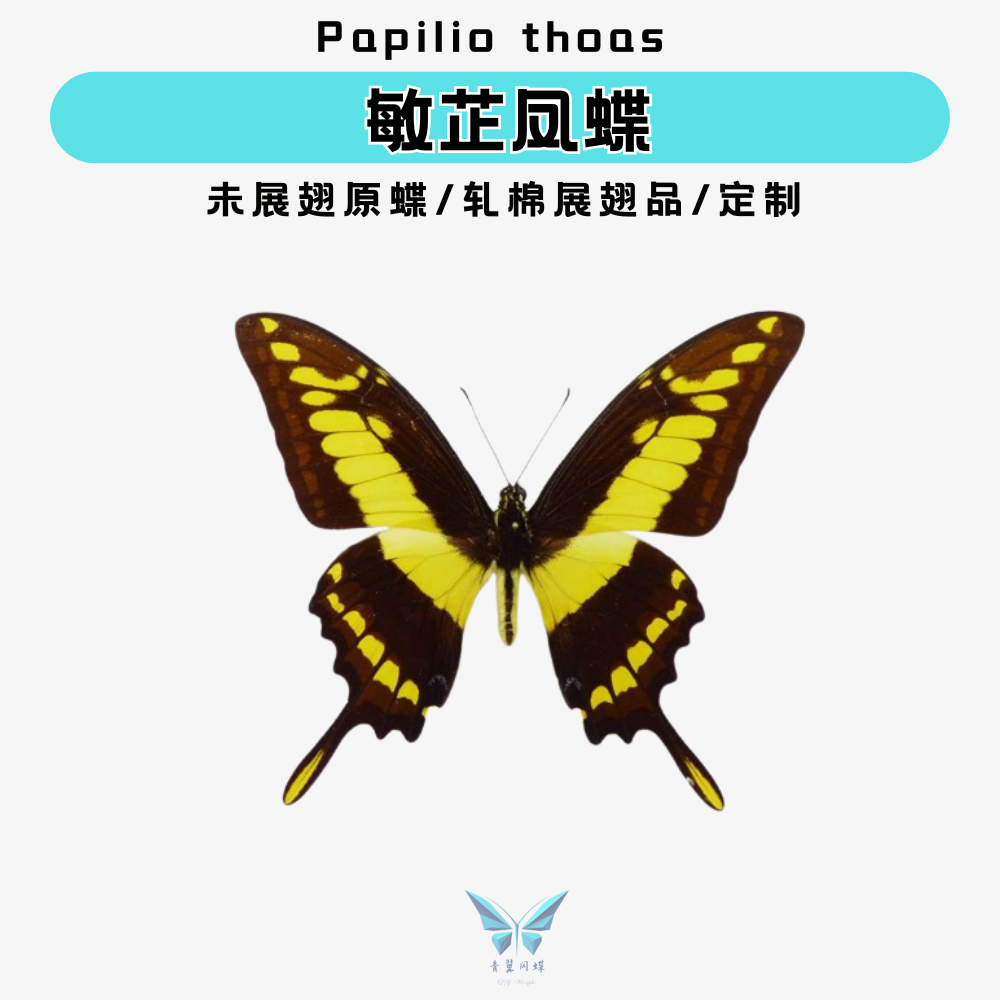 敏芷凤蝶A1原蝶未展翅标本进口标本压棉展翅相框摆件