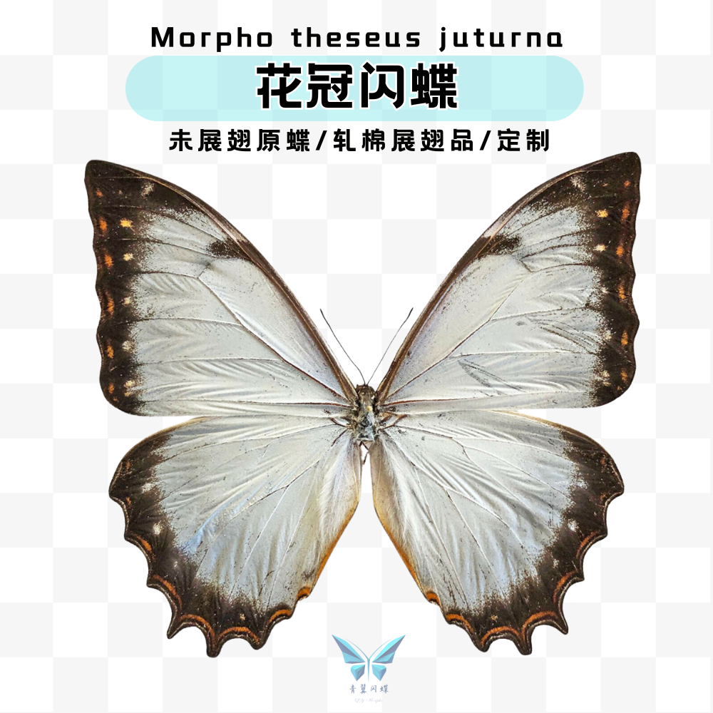 现货包邮花冠闪蝶青翼闪蝶进口