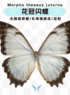 theseus j亚花冠闪蝶羽化品进口标本未展翅标本压棉展翅相框摆件