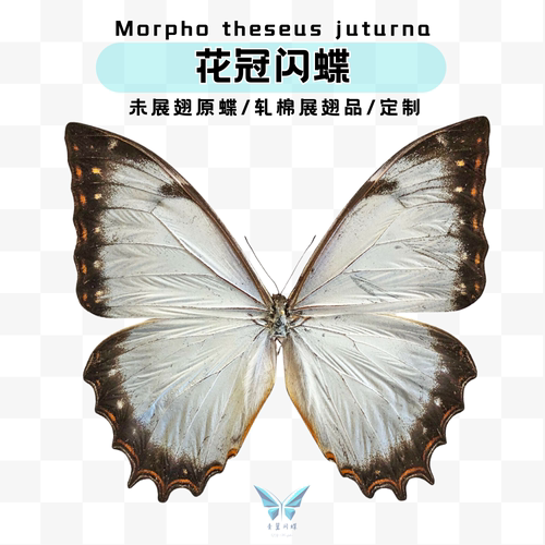 现货包邮花冠闪蝶青翼闪蝶进口