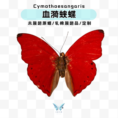 现货 | 血漪蛱蝶蝴蝶未展翅原蝶进口标本蝴蝶