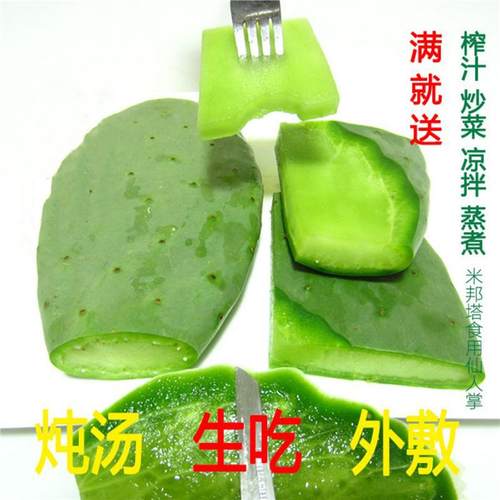 米邦塔仙人掌食用药用外敷内服美容灌肤能吃的嫁接无刺仙人掌叶片