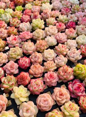 多肉植物 女王麦秆精控暗纹边线高颜值 组合盆栽室内阳台桌面盆栽