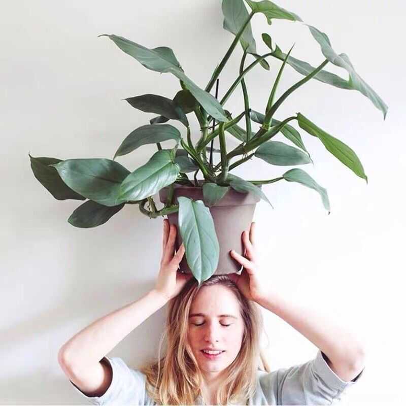 室内北欧绿植盆栽雪钻哈斯塔姆