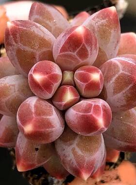 千代田之松缀化暗纹天生带纹路的多肉植物阳台桌面小盆栽美观趣味