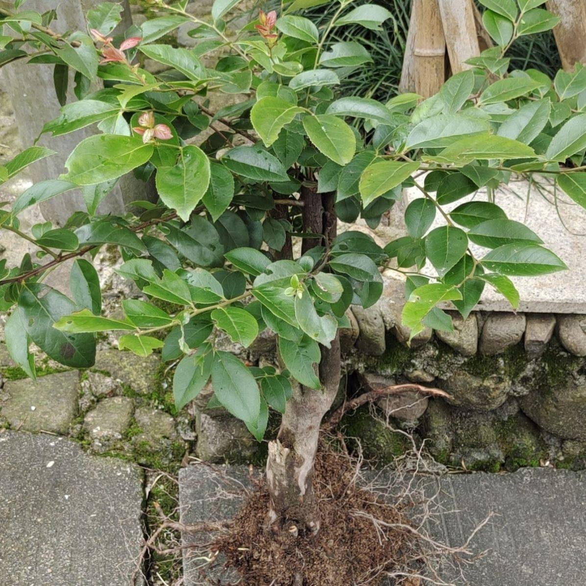 乌饭树苗浙江野生乌饭树南烛优质树苗老桩盆栽盆景花卉绿植可食用