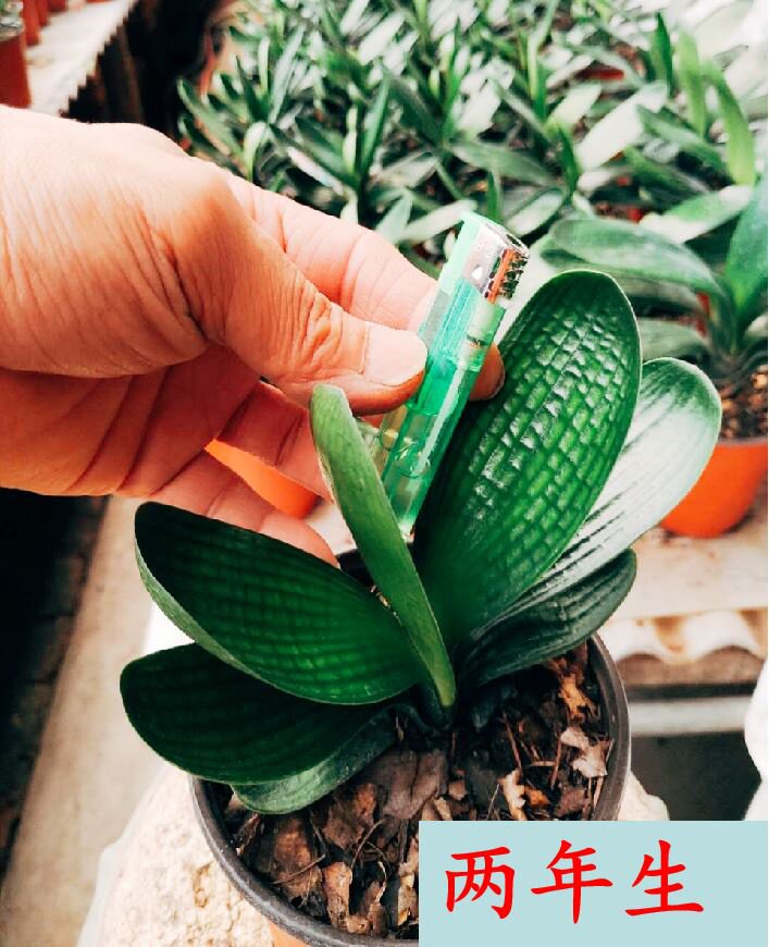 新品长春精品名贵宽叶君子兰小苗珍珠王和尚圆头油匠麻脸绿植室.