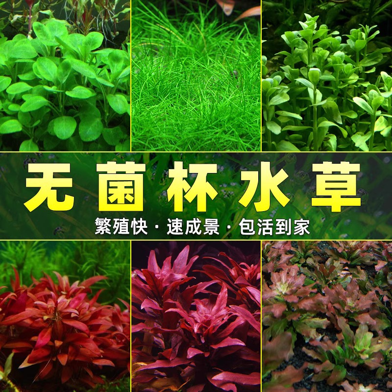前景草无菌水草杯鱼缸水草植物净水阴性新手牛毛草日本矮珍珠草