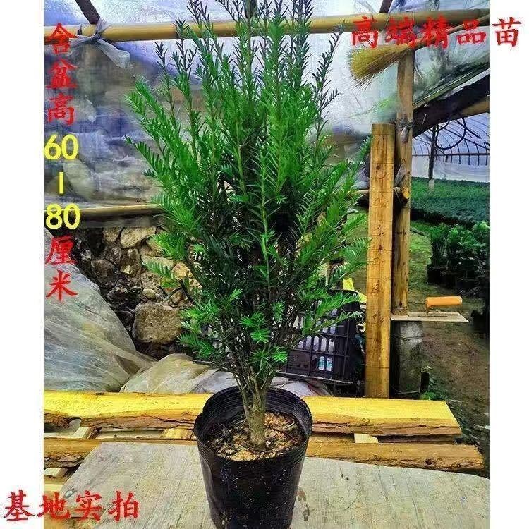 红豆杉树苗盆栽室内室外好养阳台耐寒耐旱绿植物花卉四季常青树苗