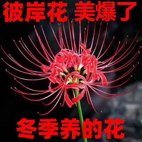 彼岸花球根素材模板 彼岸花球根图片下载 小麦优选
