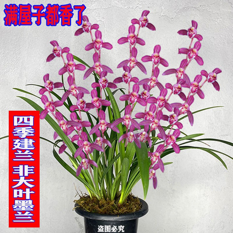 超香兰花包活包开花兰花苗建兰盆栽植物室内花卉四季