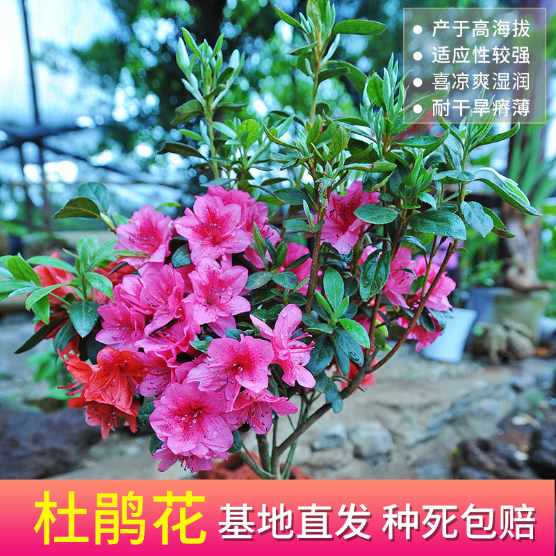 腾冲杜鹃王花苗老桩盆栽室内观赏花阳台四季开花卉植物好养的花苗