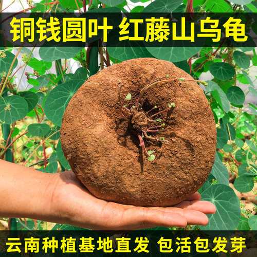 山乌龟阳台办公室净化空气包活