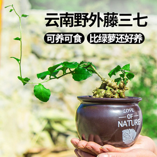 藤三七种植苗盆栽植物室内外爬藤爬墙垂吊花卉吸甲醛土田七可食用